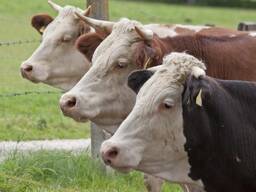 Организация на постоянной основе закупает КРС