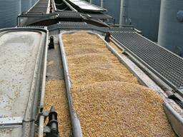 Организуем экспорт/импорт зерновых культур и шротов в вагонах хоппер-зерновозах