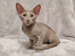 Ориентальные котята