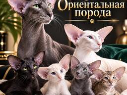 Ориентальные котята