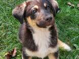 Отдам щенков в добрые руки - фото 6