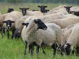 Овцы высокопроизводительной мясошёрстной породы литовская черноголовая, - фото 1