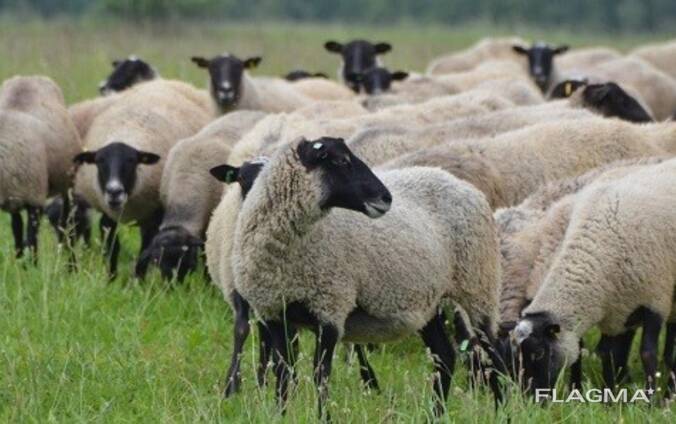 Овцы высокопроизводительной мясошёрстной породы литовская черноголовая,