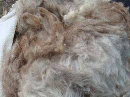 Овечья шерсть немытая