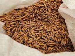 Овес фуражный, Урожай 2025 года. Продам.