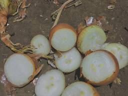 Овощи/лук/лук на выгонку пера/ лук на перо