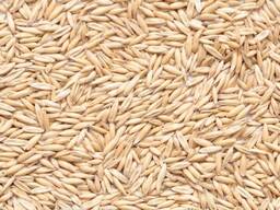 Овёс яровой Реверанс Элита, РС-1