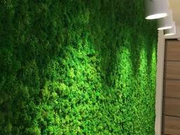 Озеленение помещений стабилизированным мхом