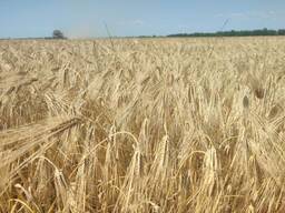 Озимый ячмень