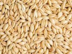 Семена ярового ячменя Рейдер, Тэксас, Фандага, Фэст (с/элита, элита, РС-1)