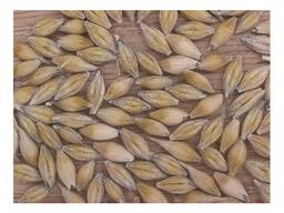 Озимый ячмень РС-1 25т