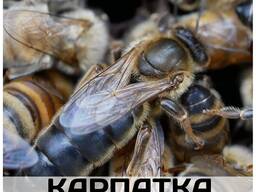 Пчеломатка "Карпатка"