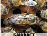 Пчеломатка плодная Бакфаст. Серая медовая. - фото 1