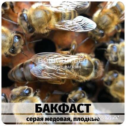 Пчеломатка плодная Бакфаст. Серая медовая.