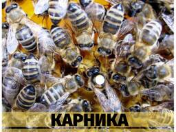 Пчеломатка плодная "Карника".