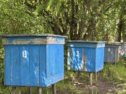 Пчелосемьи с ульями