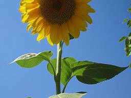 Пеллеты из лузги подсолнечника