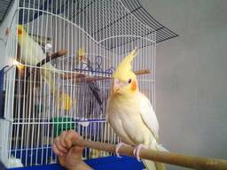Передержка канареек, попугаев, птиц любых пород и размеров