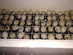 Перепелиные яйца