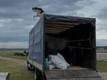 Перевозка КРС и лошадей   - фото 3