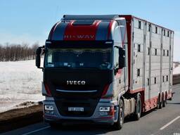 Перевозка живых животных (скота), услуги скотовозов