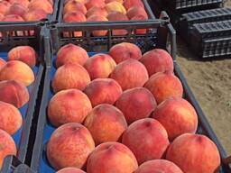 Персик Турция 75 . Цена договорная