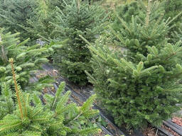 Пихта Фразера