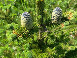 Пихта Фразера - фото 3