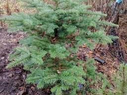 Пихта Нобилес