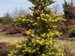Пихта pinsapo "Aurea"