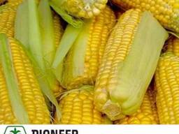 Pioneer ПР39Х32 (PR39H32) семена кукурузы ( гибрид)