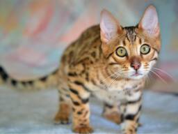 Питомник бенгальских кошек ShinySilk предлагает бенгальских котят!