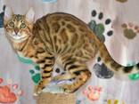 Питомник бенгальских кошек ShinySilk предлагает бенгальских котят! - фото 11