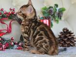 Питомник бенгальских кошек ShinySilk предлагает бенгальских котят! - фото 3
