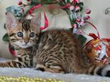 Питомник бенгальских кошек ShinySilk предлагает бенгальских котят! - фото 6