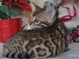 Питомник бенгальских кошек ShinySilk предлагает бенгальских котят! - фото 12