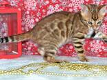 Питомник бенгальских кошек ShinySilk предлагает бенгальских котят! - фото 15