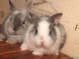 Питомник, породистые кролики