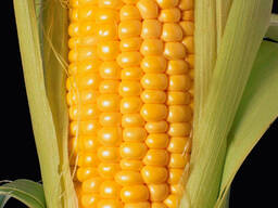 ПИВИХА семена кукурузы ФАО 180 (украинская селекция) В НАЛИЧИИ