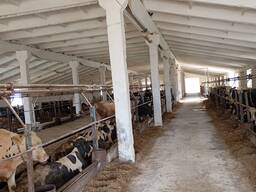 Побелка животноводческих ферм