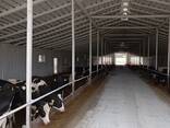 Побелка животноводческих ферм - фото 1