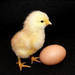 Покупаю яйцо куриное и цыплят бройлеров - фото 1