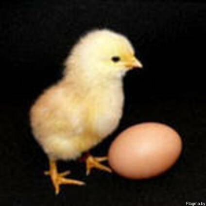 Покупаю яйцо куриное и цыплят бройлеров