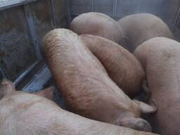 Покупка свинины живым весом и поросят