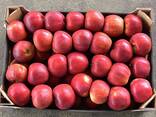 Яблоки польские (Gala, Cortland, Szampion, Jonagold, Golden Delicious, Alwa и другие) - фото 1