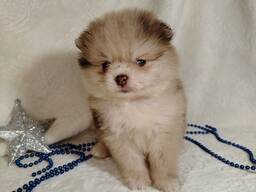 Померанские шпицы мини: шоколадный и мерле.