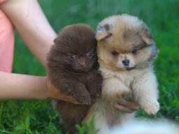 Чудо щеночки Уникальные Померанские Шпицы Мерле!
