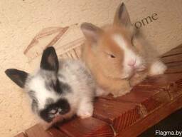 Породистые кролики Беларусь