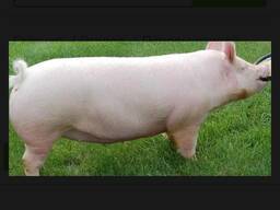 Поросята 30 - 35кг