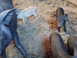 Поросята 1.5 месяца , королевские кармалы и мангалицы